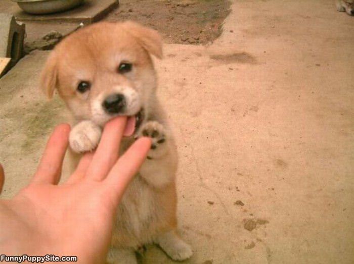 Little Puppy Nomming
