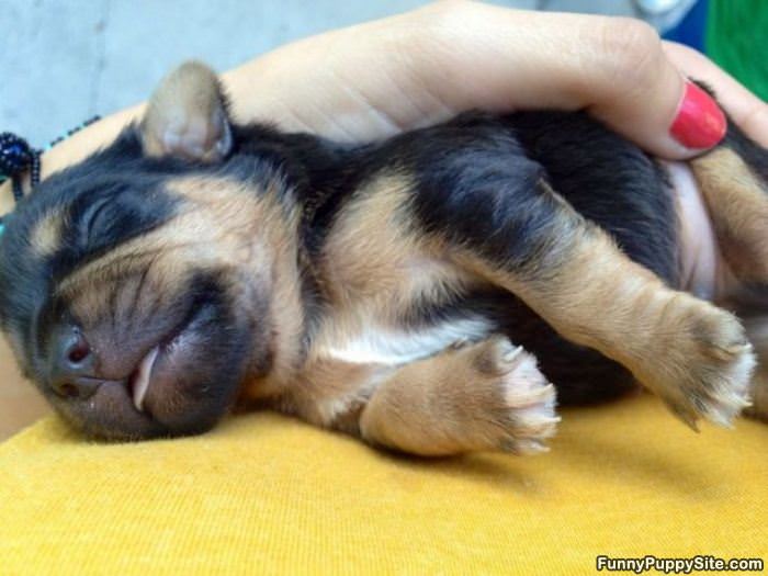 Little Sleepy Pup