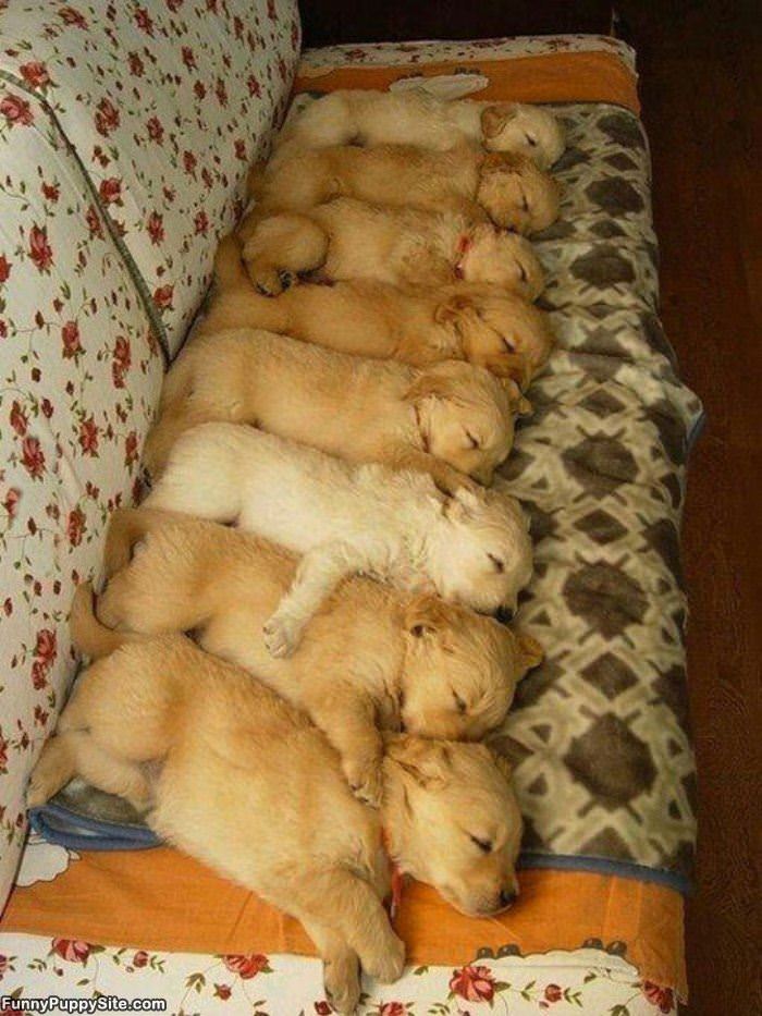 Lots Of Puppies