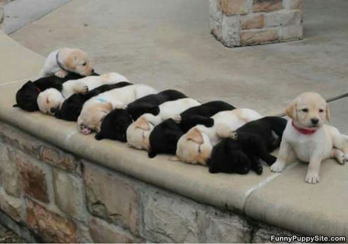 Lots Of Puppies