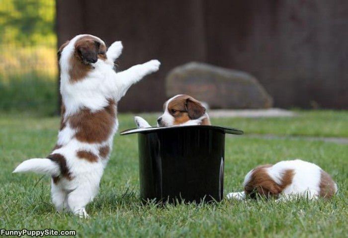 Magic Puppies