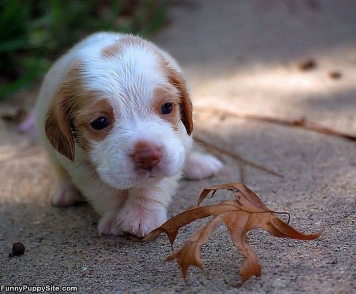 Making A Sad Face Puppy