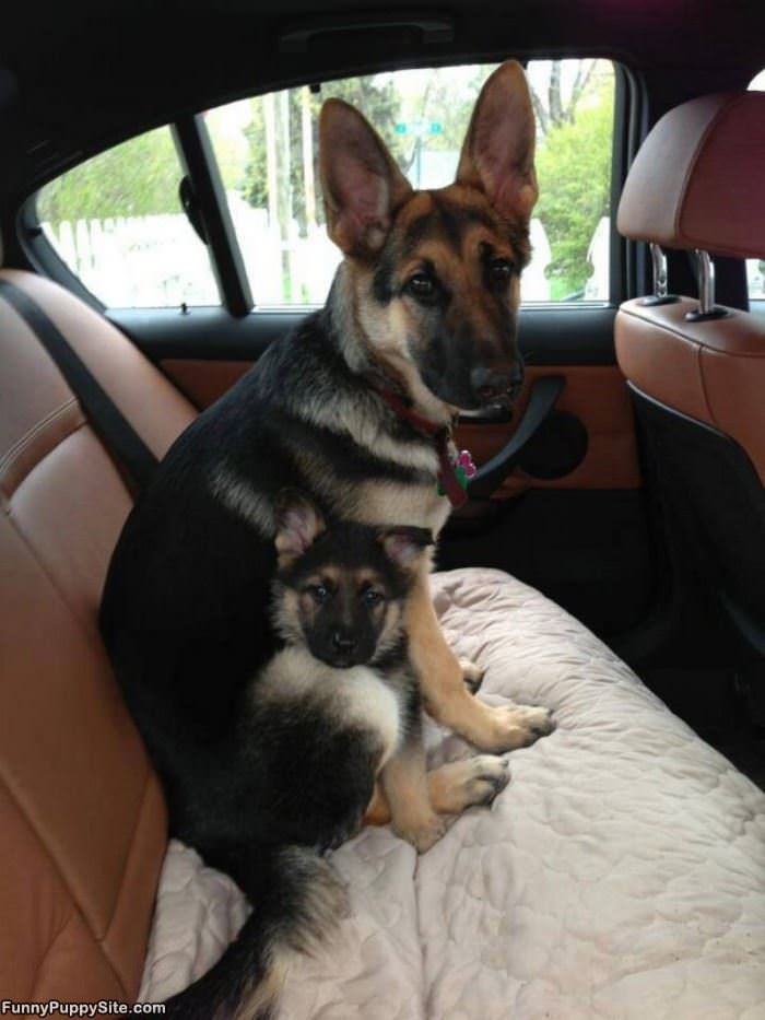 Me And My Pup