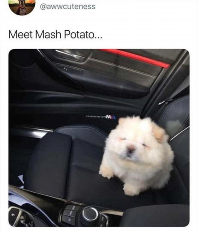 Meet Mash Potato