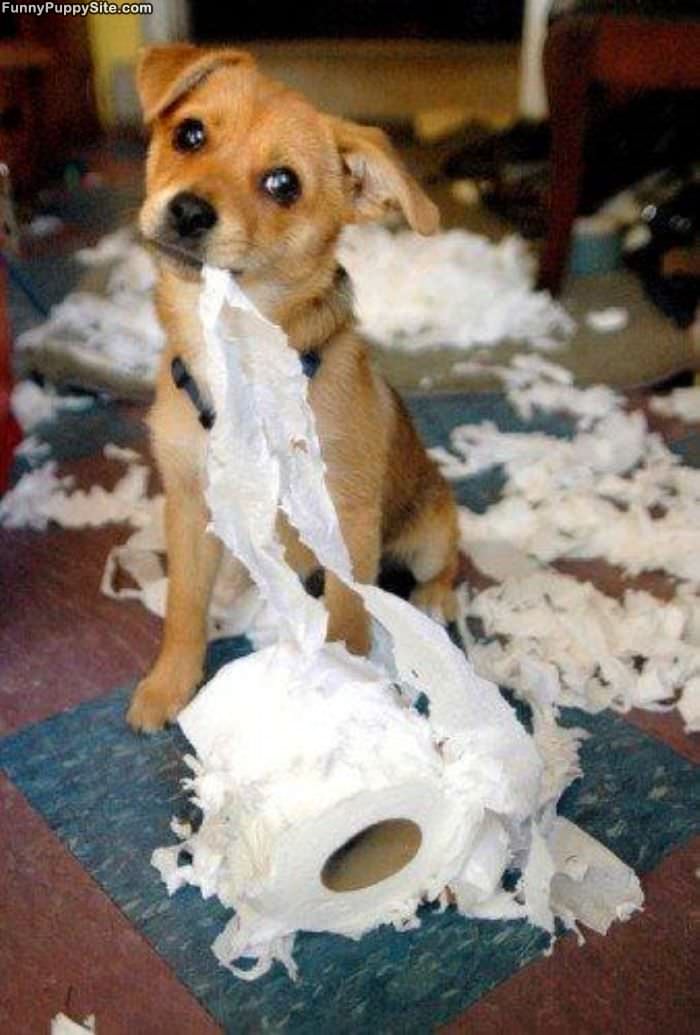 Messy Puppy