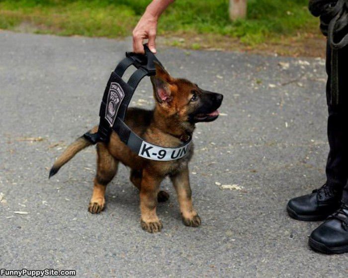 Mini K9 Unit