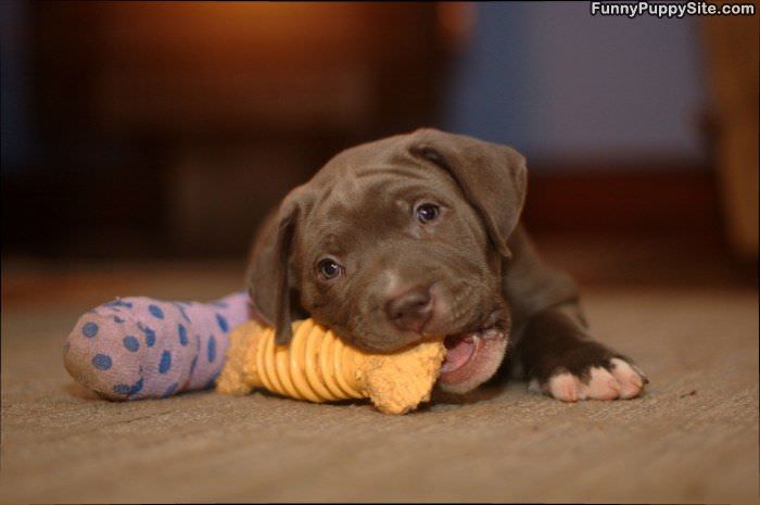 Mini Nom