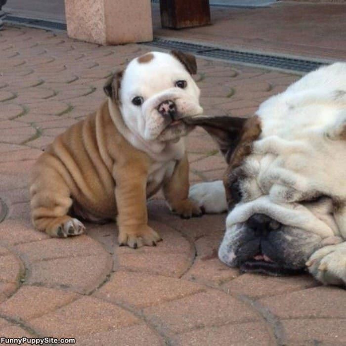 Mom Lets Go Play