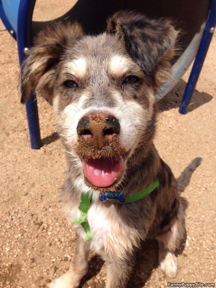 Muddy Nose Puppy