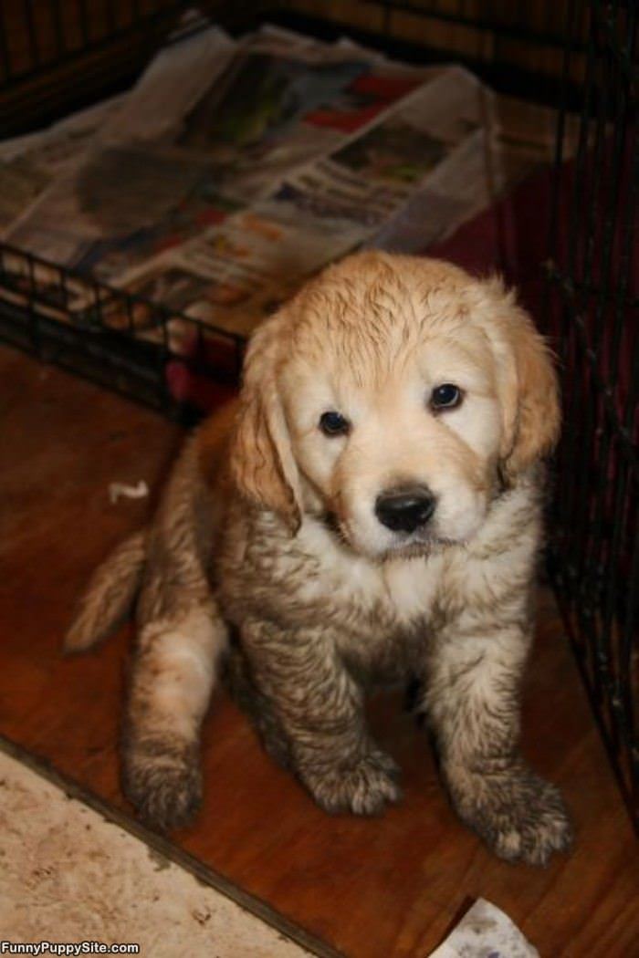 Muddy Puppy