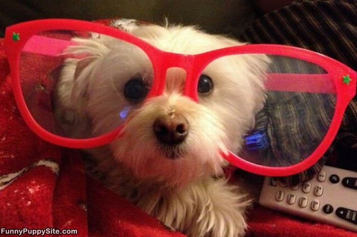 My Big Glasses