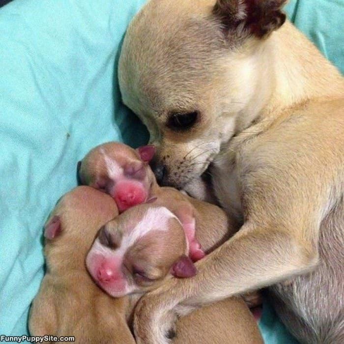 My Little Ones