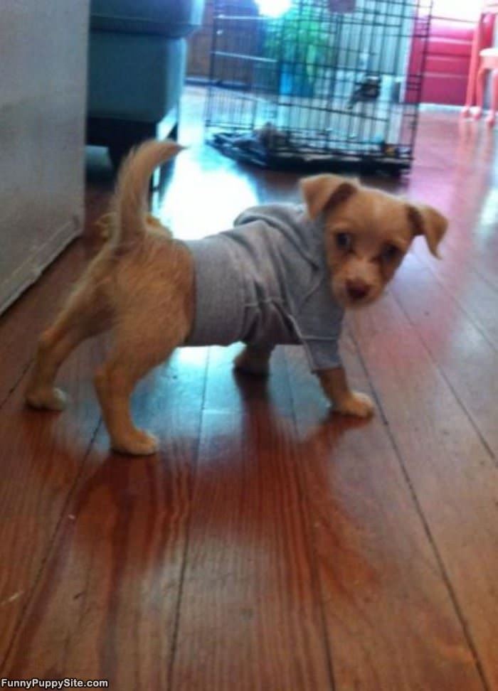 My Little Sweatshirt