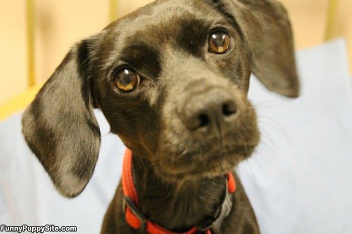 My Puppy Eyes