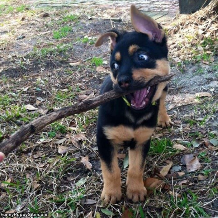 My Stick Toy