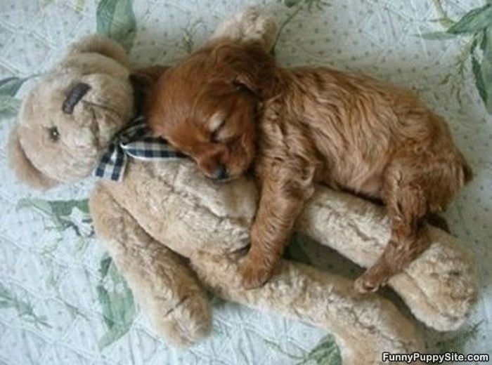 My Teddy