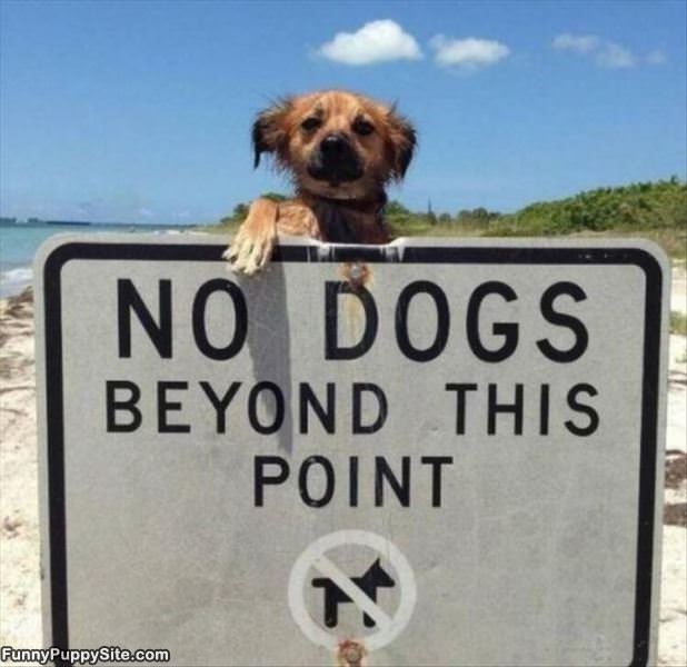 No Dogs Beyond This Point