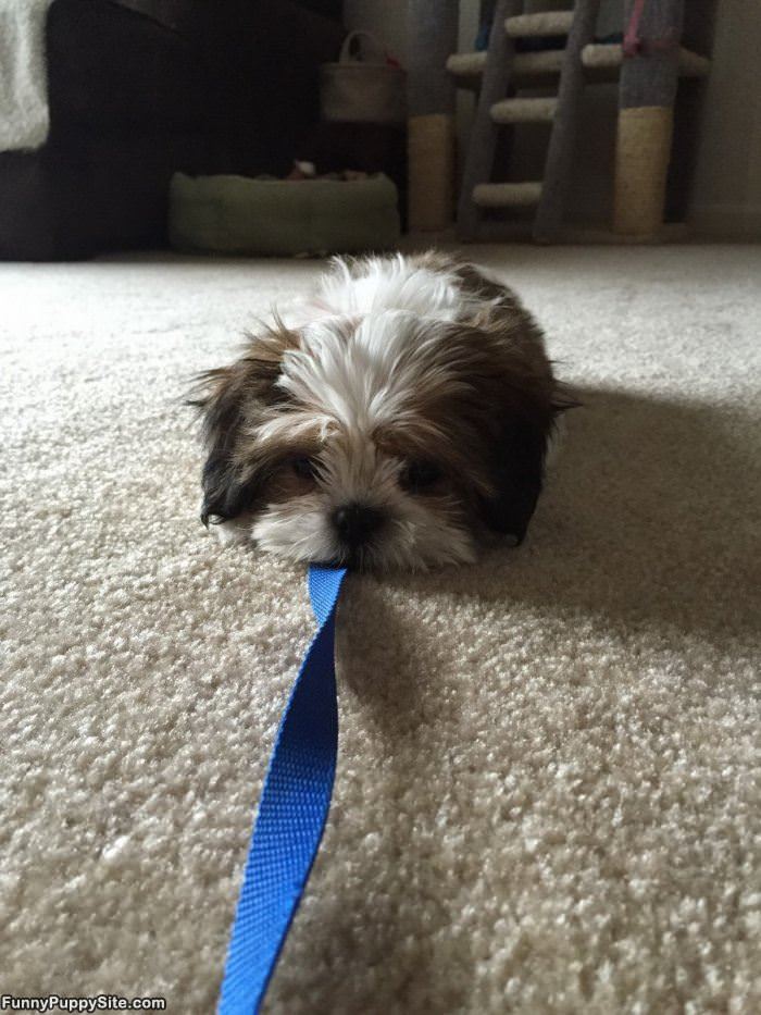 No Walks Today