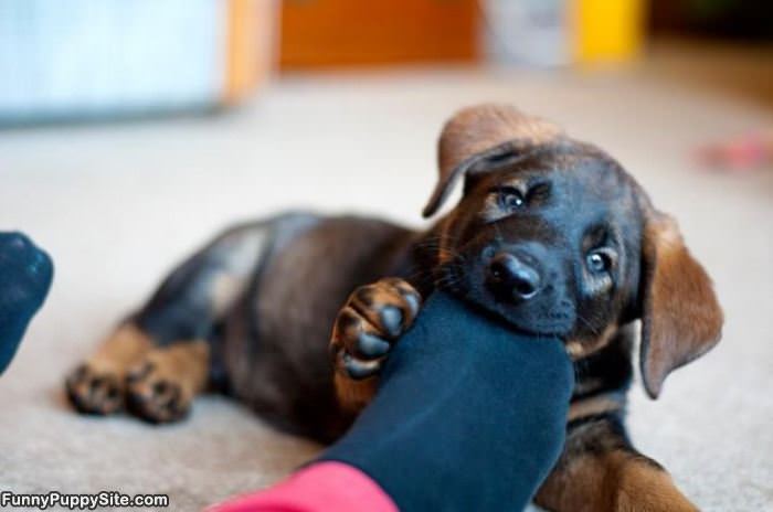 Nom Nom Foot Eater