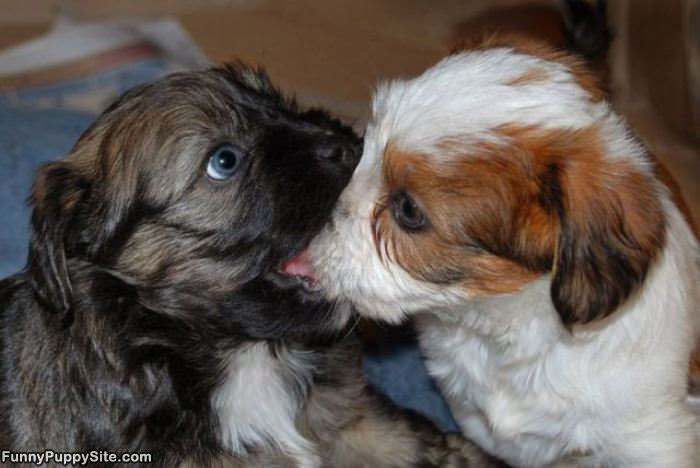 Nom Nom Nom