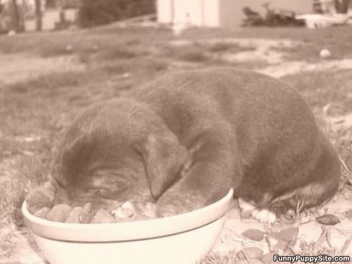 Nom Nom Nom All Of It