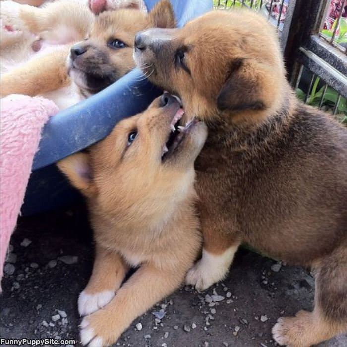Nom Nom Nom Its Play Time