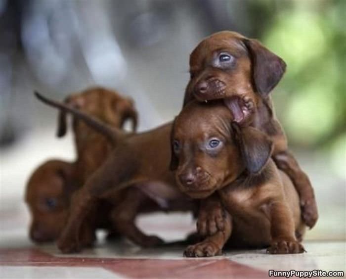 Nom Nom Nom Puppies