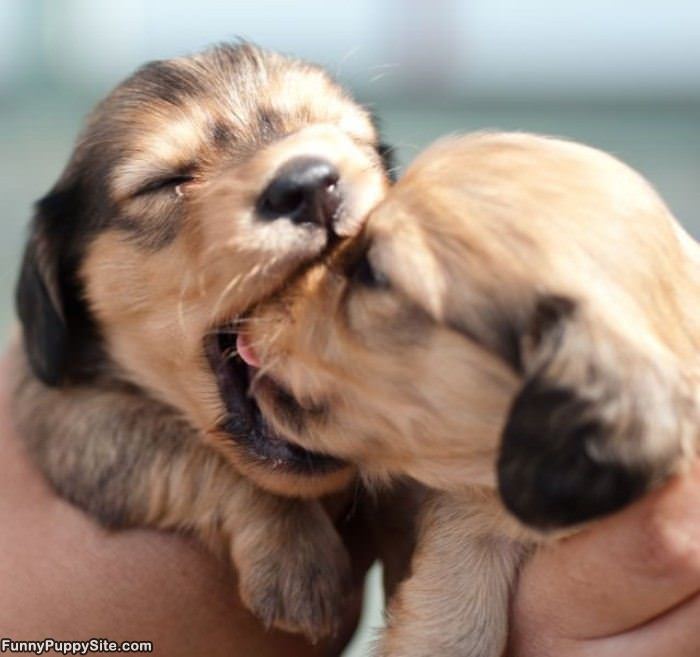 Nom Nom Pup