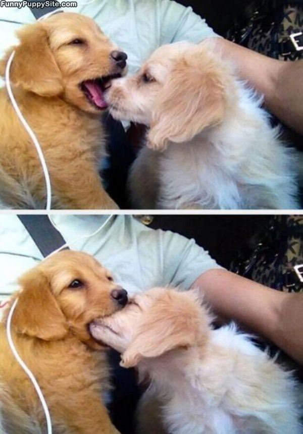 Nopmmm Nomm No Nom
