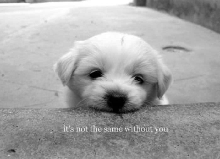 Not Without You