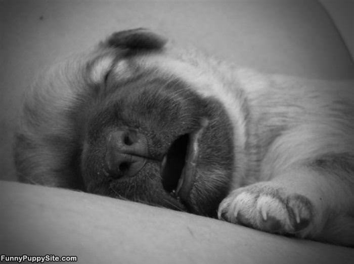 Oh My So Sleepy