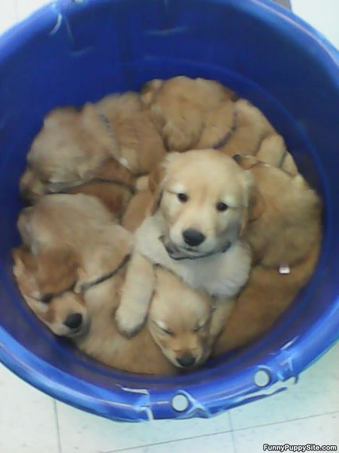 One Bucket Of Puppies