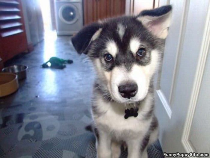 One Ear Up