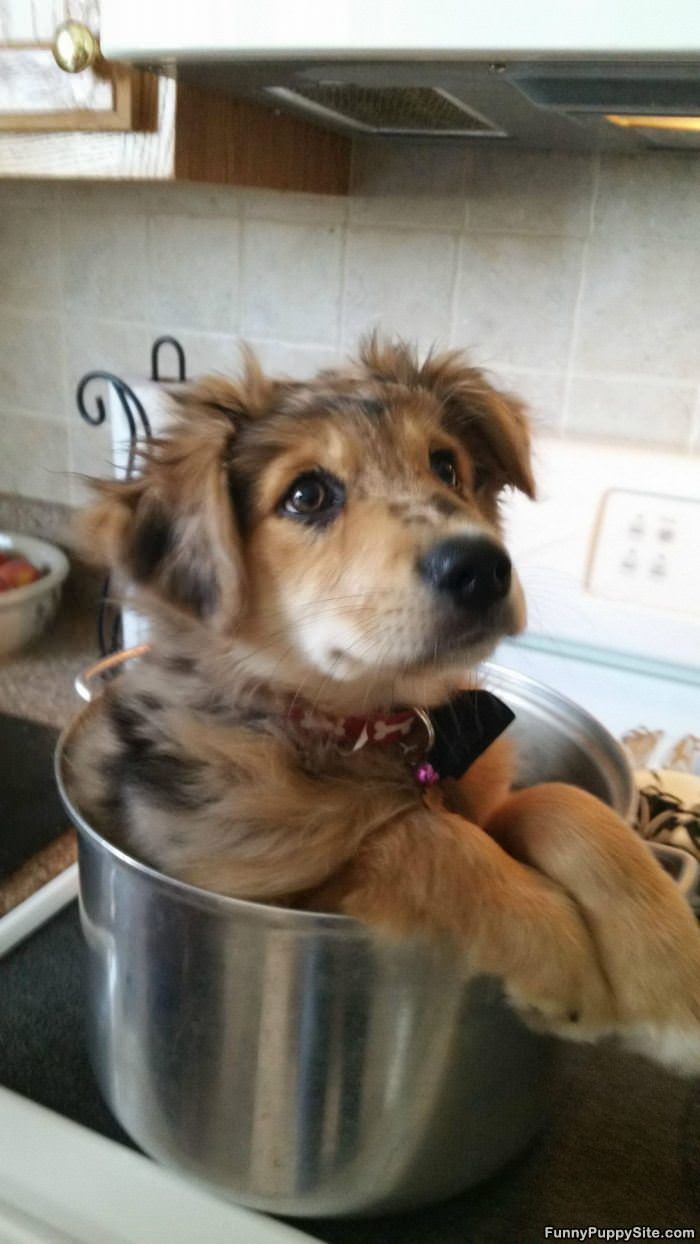 One Pot Of Puppy