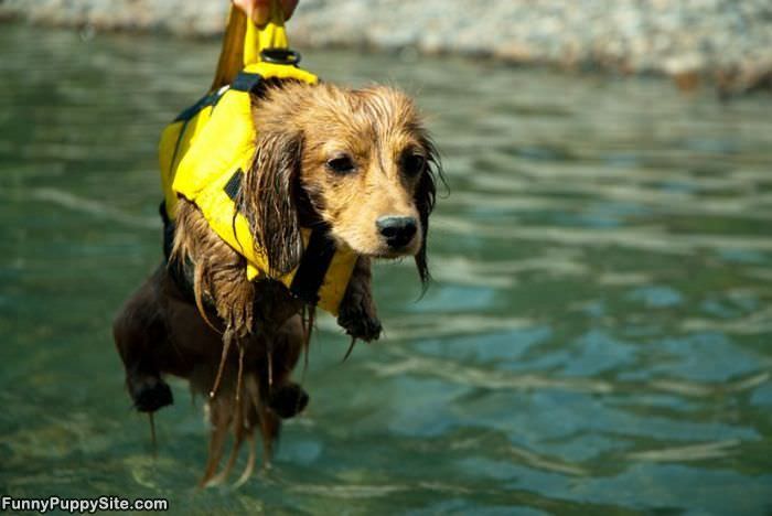 One Wet Puppy