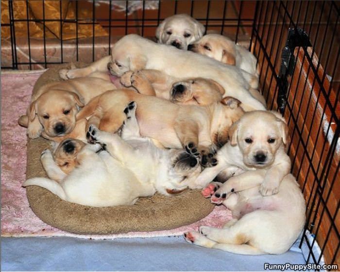 Pile Of Puppies