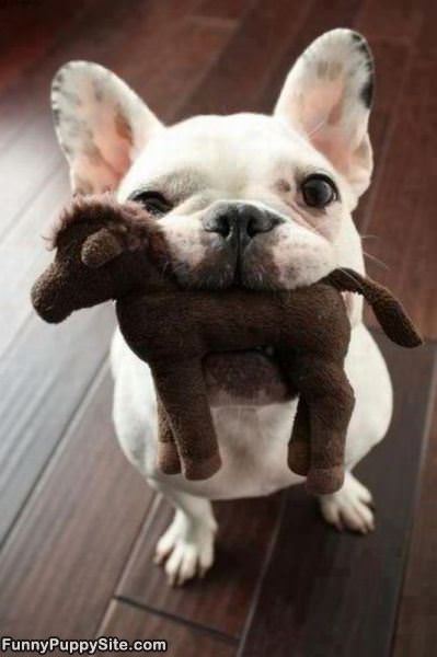 Play Time Puppy