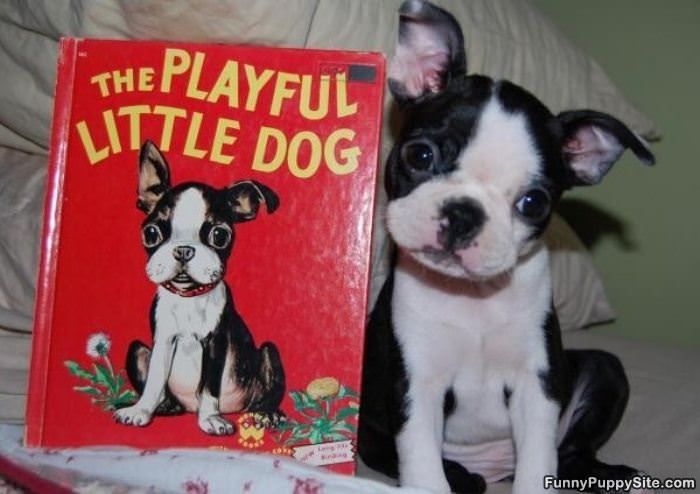 Playful Little Dog
