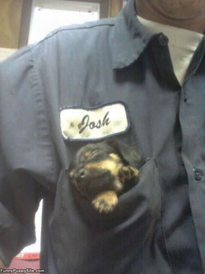Pocket Puppy