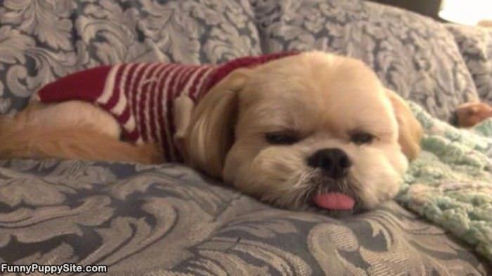 Pooped Puppy