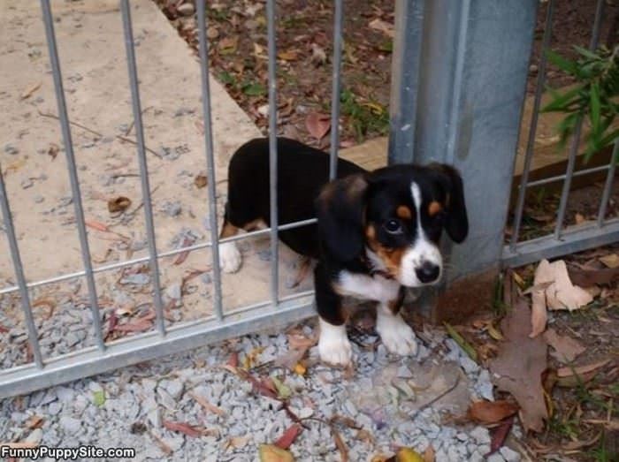 Popping Through The Fence