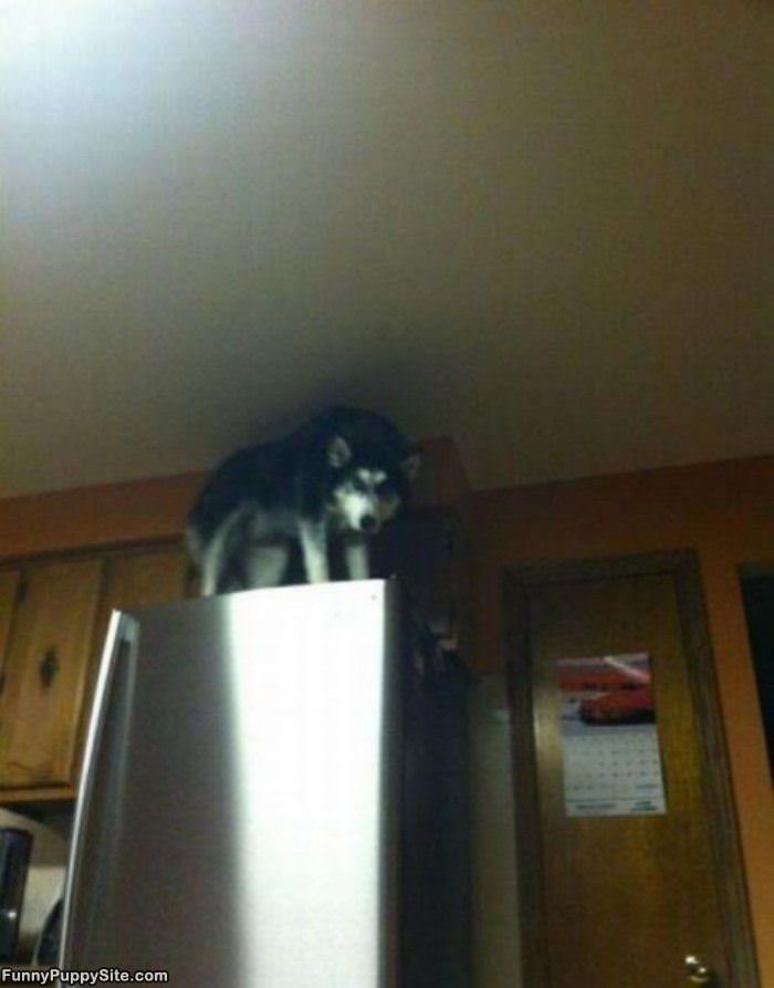 Protecting The Fridge
