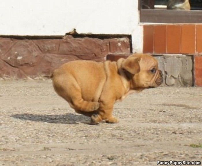 Pudgy Puppy