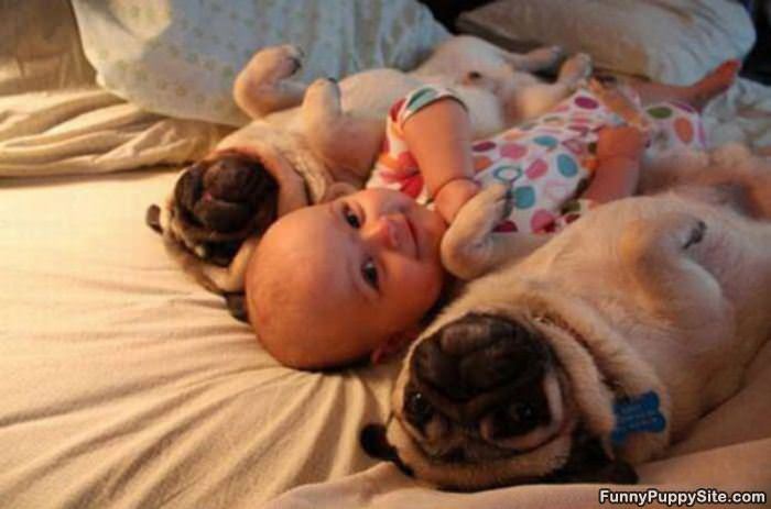 Pug Sandwich