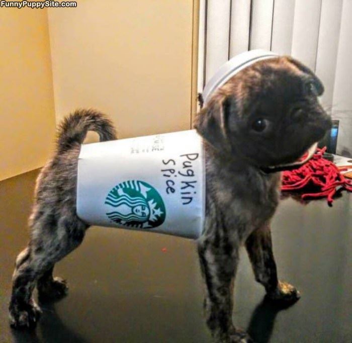 Pugkin Spice
