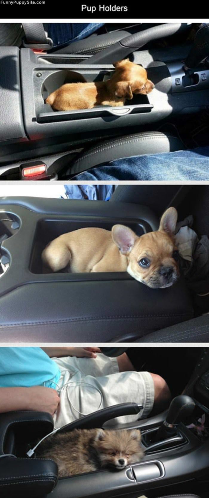 Pup Holders