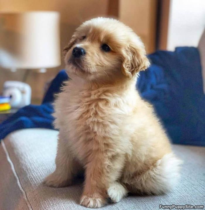 Pupper Looking Cute