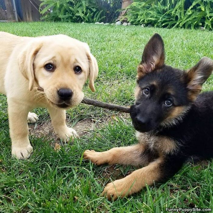 Puppers Sharing A Stick