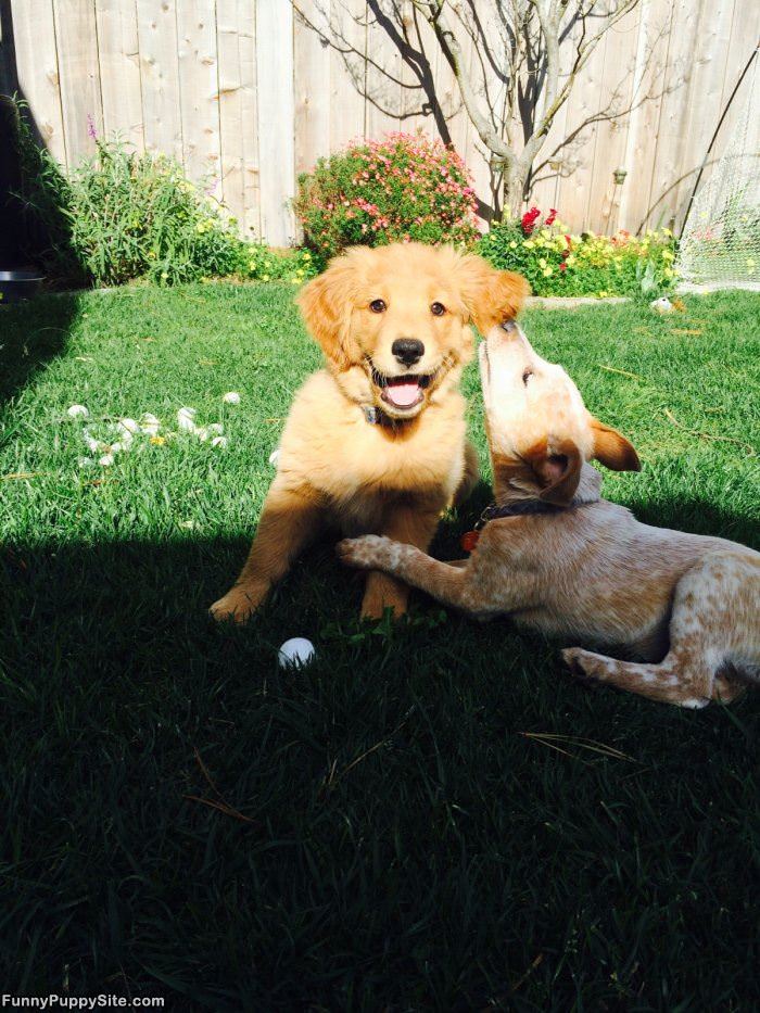 Puppies Chilling Together