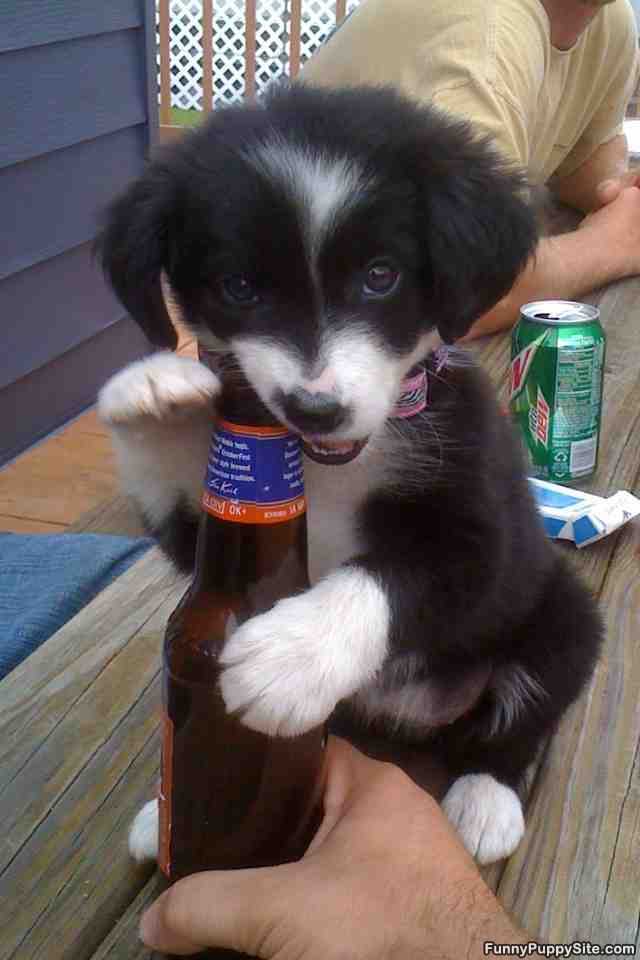 Puppies First Beer